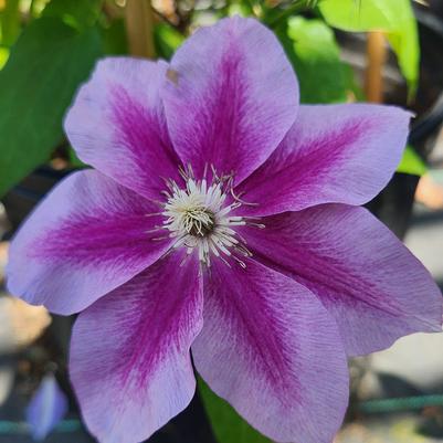 Clematis 'Kilian Donahue'
