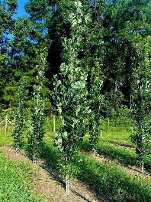 Quercus x warei 'Kindred Spirit®' PP17604