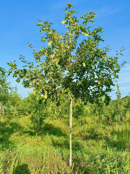 Quercus pagoda - Cherrybark Oak from Taylor's Nursery