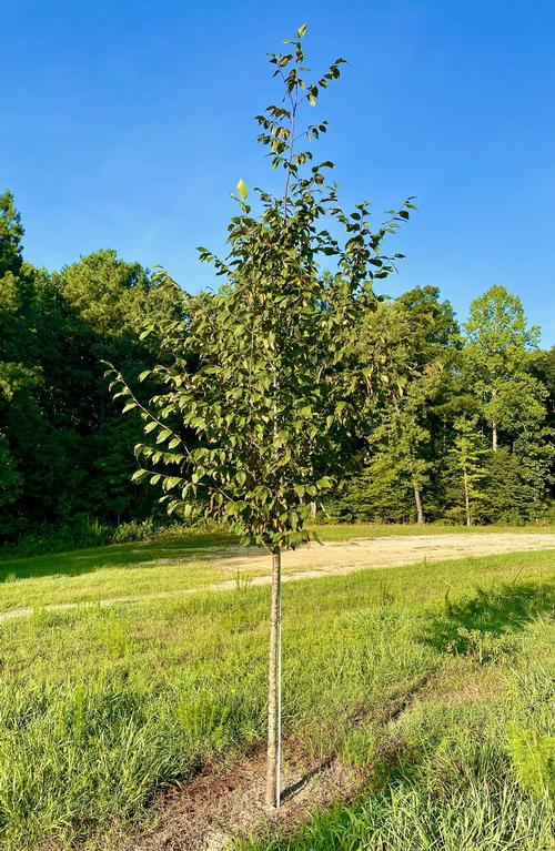 Ostrya virginiana 