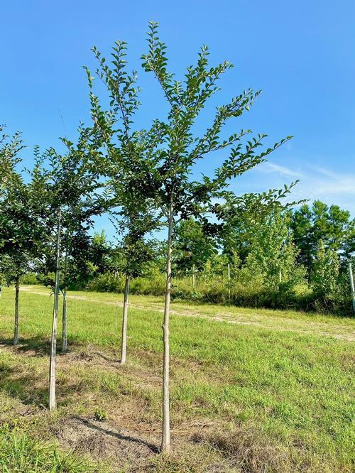 Ulmus davidiana v. japonica Accolade™