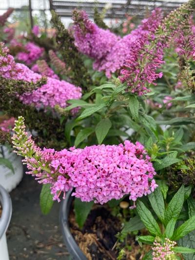 Buddleia 'Dapper® Pink' - Dapper® Pink Butterfly Bush from Taylor's Nursery