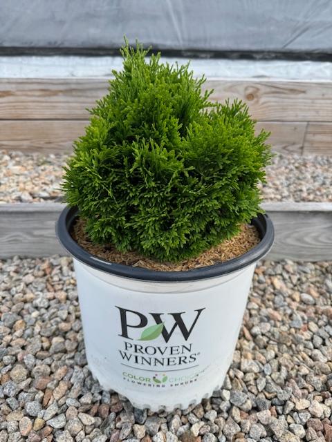 Thuja occidentalis 'Tater Tot®'