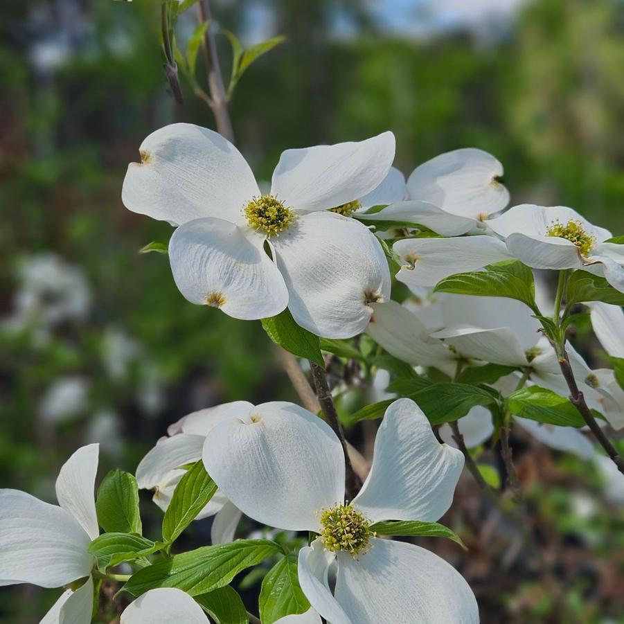 Cornus florida 'Appalachian Mist'