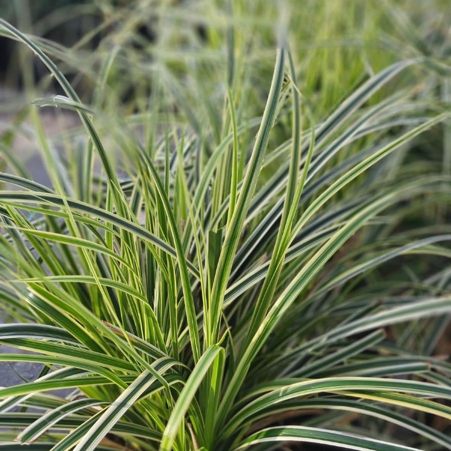 Carex oshimensis 'Feather Falls™'