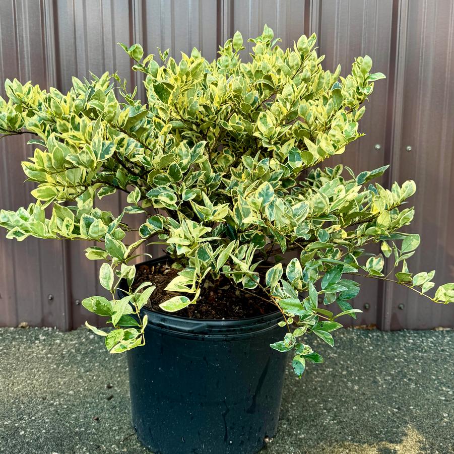 Ligustrum japonicum ''Jack Frost'' - Jack Frost Ligustrum from Taylor's Nursery