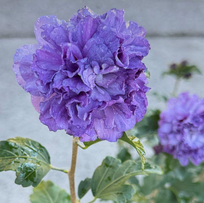 Hibiscus syriacus ''Blueberry Smoothie™'' - Blueberry Smoothie Rose of Sharon from Taylor's Nursery