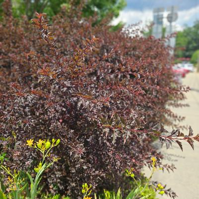 Physocarpus opulifolius 'Diabolo®'