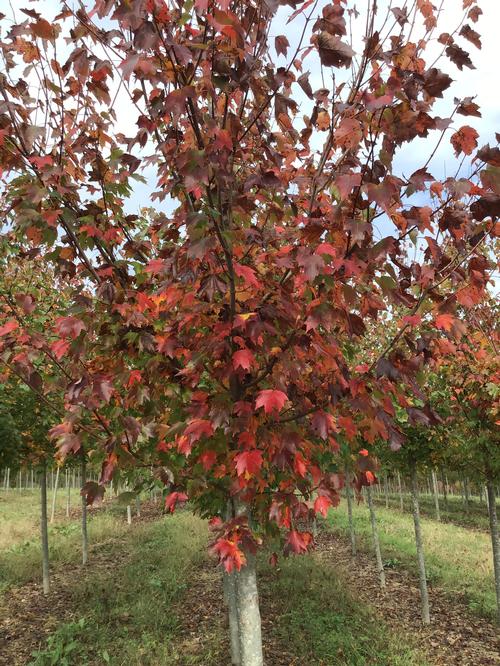 Acer rubrum 'Red Sunset?' - Red Sunset? Maple from Taylor's Nursery