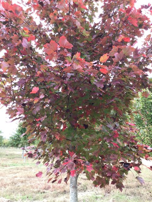 Acer rubrum October Glory October Glory Red Maple from Taylor's Nursery