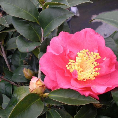 Kumasaka Camellia Camellia japonica Kumasaka from Taylor's Nursery