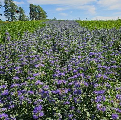 Caryopteris x clandonensis 'Dark Knight' - Dark Knight Caryopteris from Taylor's Nursery