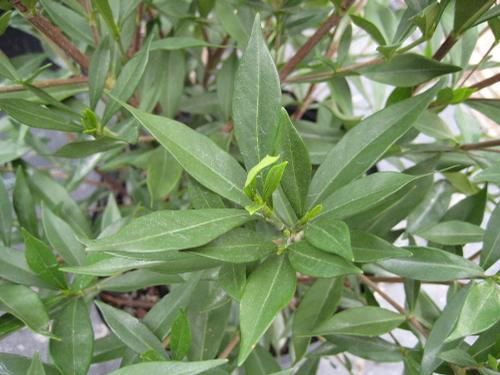 Gardenia jasminoides 'Frostproof' (Frostproof Gardenia)
