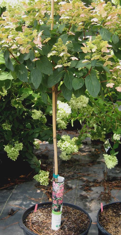 Hydrangea paniculata 'Quick Fire' Patio Tree Form