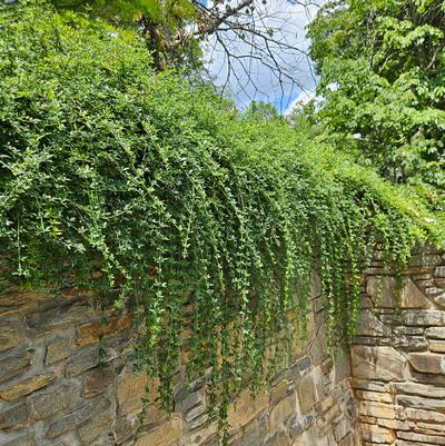 Jasminum nudiflorum (Winter Jasmine)