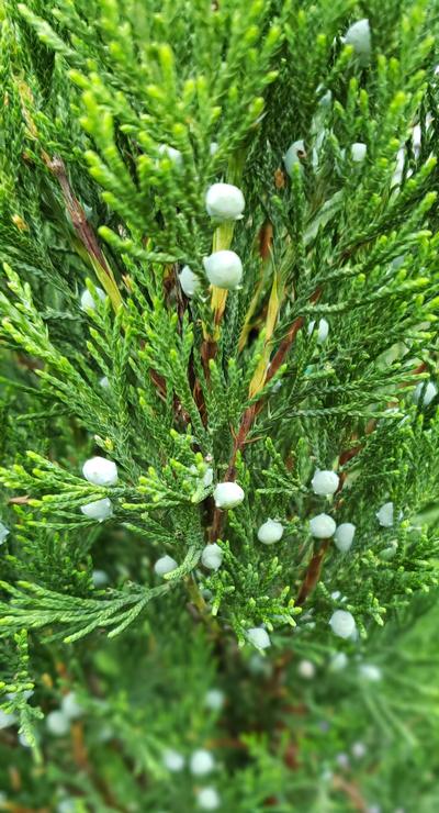 Juniperus virginiana 'Hillspire' - Hillspire Red Cedar from Taylor's Nursery