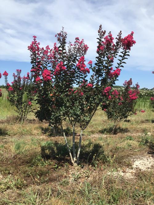 Lagerstroemia Whit III 'Pink Velour' - Pink Velour Crape Myrtle from Taylor's Nursery