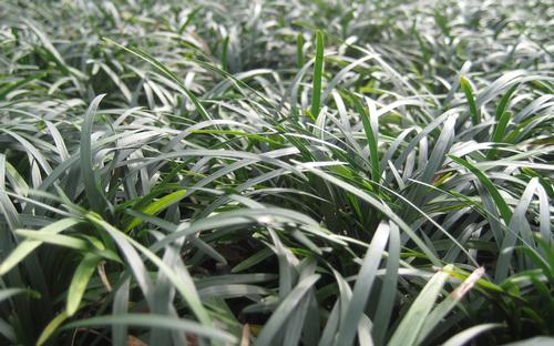Ophiopogon japonicus 'Nana' (Dwarf Mondo Grass)
