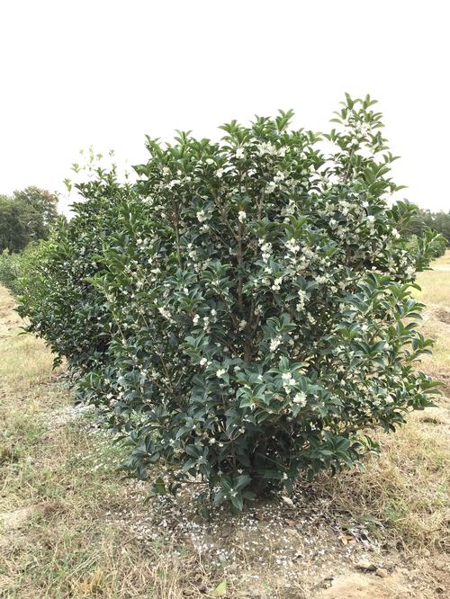 Osmanthus X Fortunei Fortunes Osmanthus From Taylors Nursery 