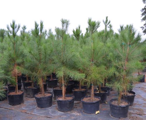 Pinus taeda 10g