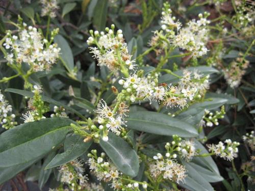 Zabeliana Cherry Laurel Prunus laurocerasus Zabeliana from Taylor's Nursery