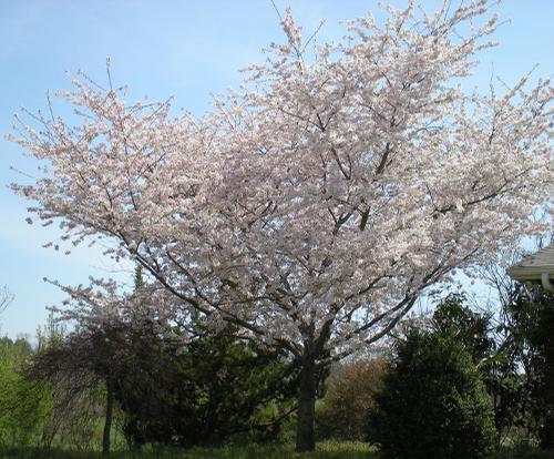 Prunus yedoensis 'Yoshino' (Yoshino Cherry)