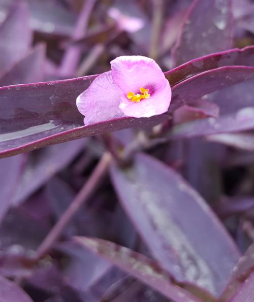 Setcresea purpurea 'Purple Heart' (Setcresea)