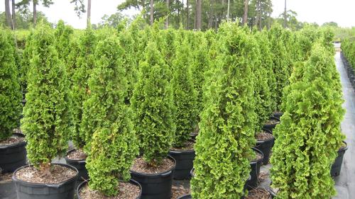 Thuja occidentalis 'Degroots Spire' (Degroots Spire Arborvitae)