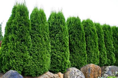 Thuja occidentalis 'Emerald' (Emerald Arborvitae)