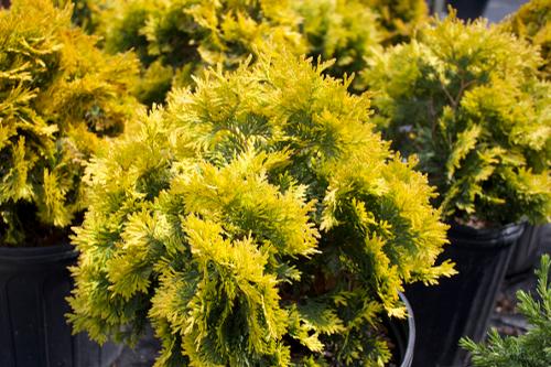 Sunkist Arborvitae Thuja Occidentalis Sunkist From Taylor's Nursery