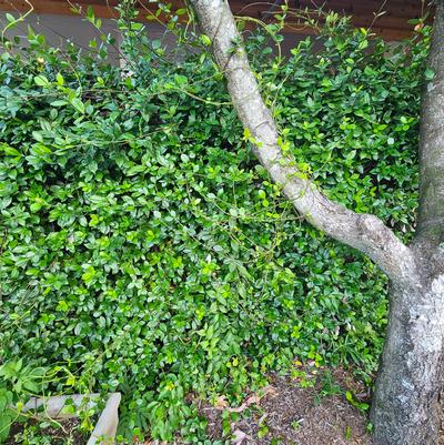 Trachelospermum jasminoides - Star Jasmine from Taylor's Nursery