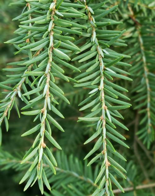 Tsuga canadensis (Canadian Hemlock)