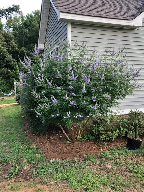 Vitex agnus-castus 'Lecompte' - Lecompte Vitex from Taylor's Nursery