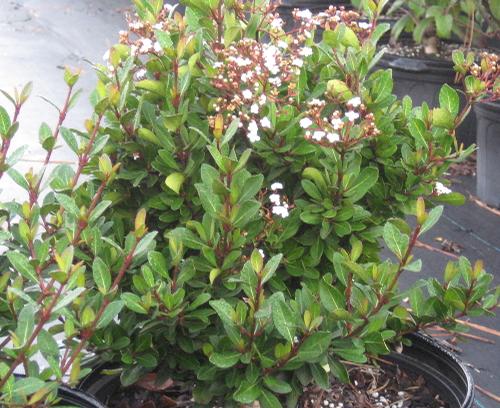 Viburnum obovatum 'Mrs. Schiller's Delight' (Mrs. Schiller's Delight Viburnum)