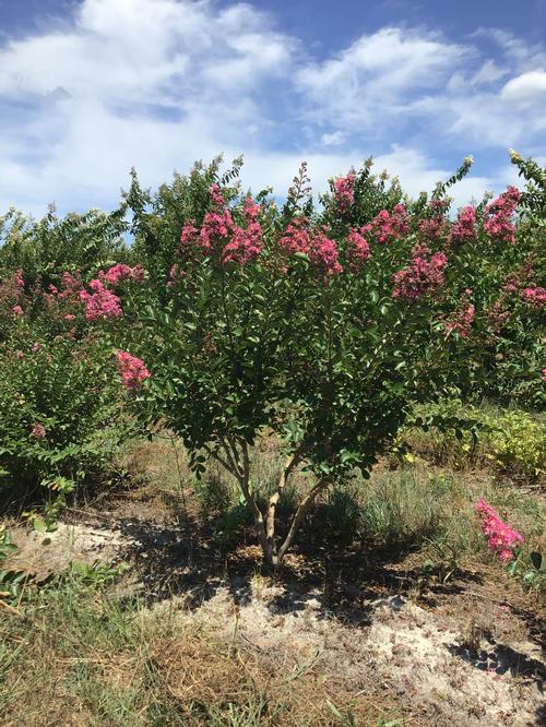 Lagerstroemia 'Hopi' - Hopi Dwarf Crape Myrtle from Taylor's Nursery