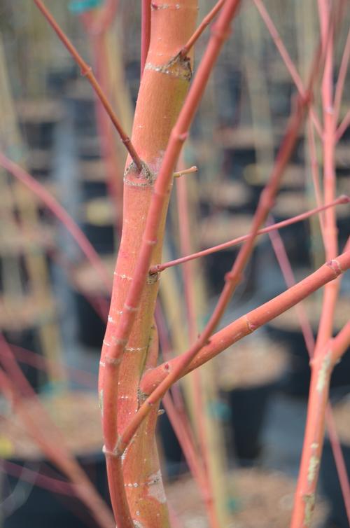 Acer palmatum 'Wild Fire' (Wild Fire Coral Bark Maple)