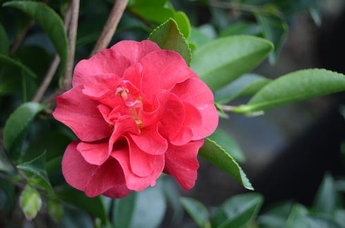 Camellia sasanqua 'October Magic Ruby™' (October Magic Ruby™)