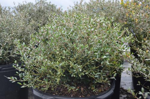 Bordeaux Dwarf Yaupon Holly Ilex vomitoria Bordeaux from Taylor's Nursery