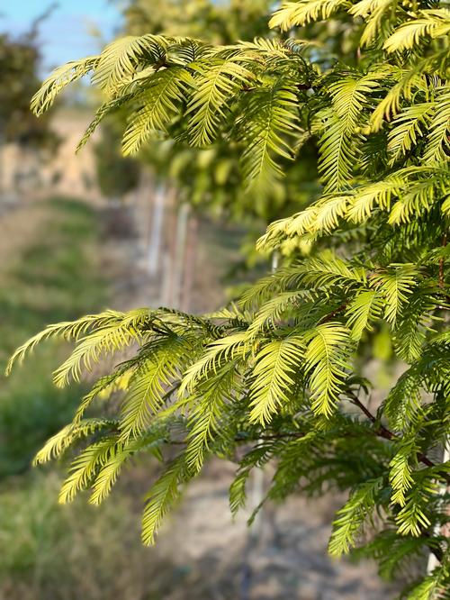 Metasequoia glyptostroboides 'Amber Glow' - Amber Glow Dawn Redwood from Taylor's Nursery