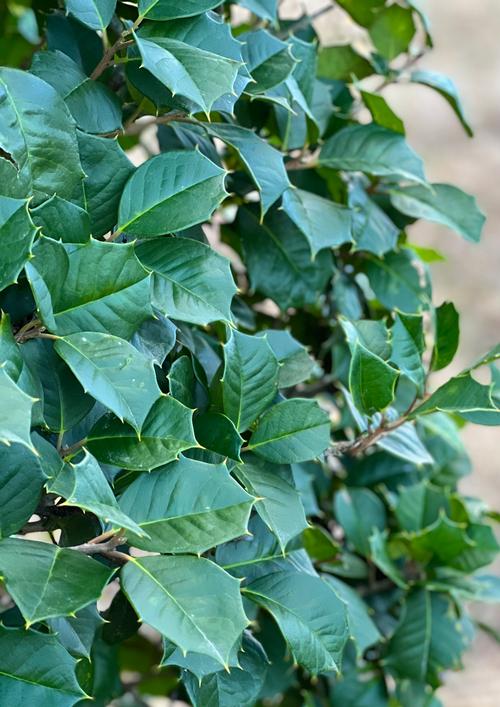 Ilex opaca 'Satyr Hill' Satyr Hill American Holly from Taylor's Nursery