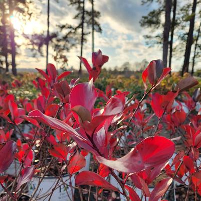 Aronia melanocarpa ''Low Scape Mound®'' - Black Chokeberry from Taylor's Nursery