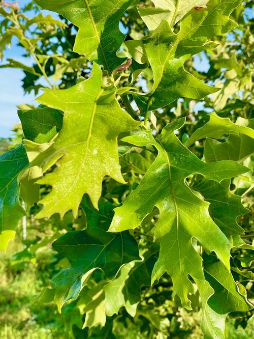 Quercus pagoda - Cherrybark Oak from Taylor's Nursery