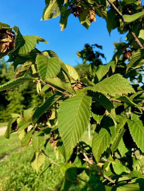 Ostyra virginiana - American Hophornbeam from Taylor's Nursery