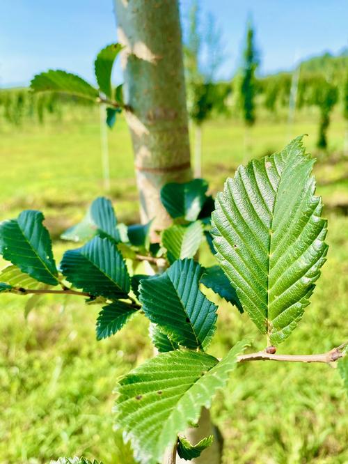 Ulmus davidiana v. japonica 'Accolade™' - Accolade™ Elm from Taylor's Nursery