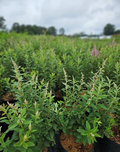 Spiraea tomentosa - Steeplebush from Taylor's Nursery