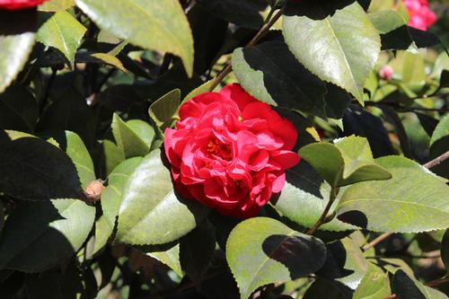 Camellia japonica 'Kramer's Supreme' (Kramer's Supreme Camellia)