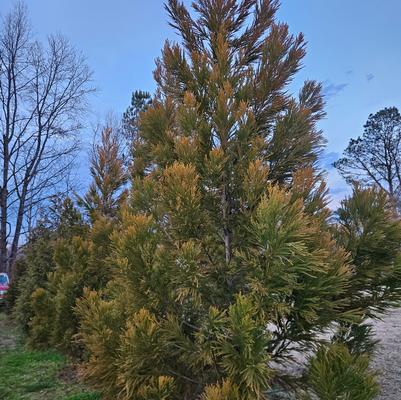 Cryptomeria japonica ''Yoshino'' - Yoshino Cryptomeria from Taylor's Nursery