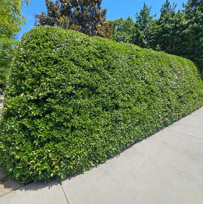 Ilex x ''Oakland®'' - Oakland Holly from Taylor's Nursery