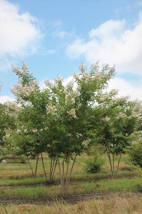 Field grown Lagerstroemia indica x fauriei 'Natchez'