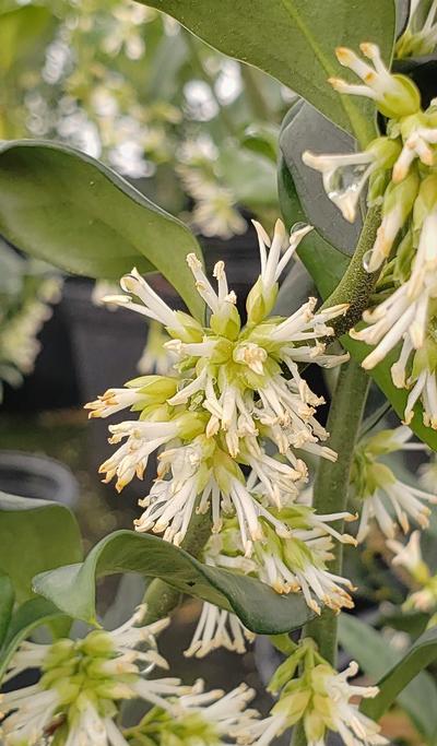Sarcococca confusa - Sarcococca from Taylor's Nursery